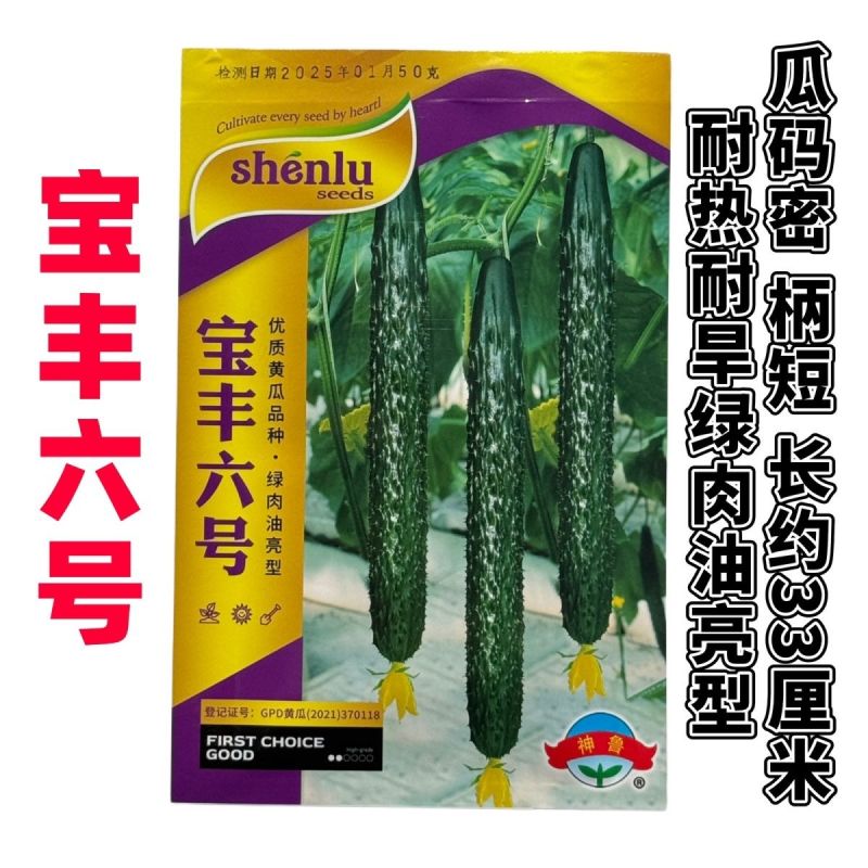高产耐热油亮黄瓜宝丰六号黄瓜种子绿肉绿心耐旱短把油亮黄瓜