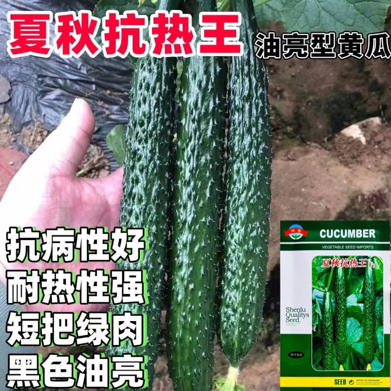 夏秋抗热王黄瓜种子高产强雌抗热耐高温短把油亮绿皮绿肉黄瓜