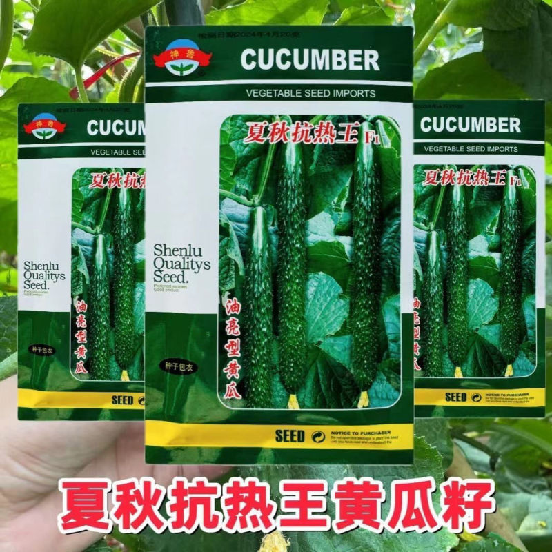 夏秋抗热王黄瓜种子高产强雌抗热耐高温短把油亮绿皮绿肉黄瓜