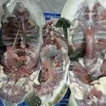 活杀甲鱼各自规格都有