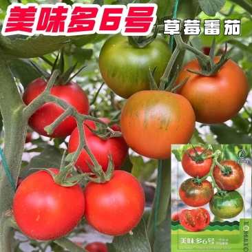 美味多六号无限生长型草莓番茄种子早熟品种耐低温弱光酸甜口