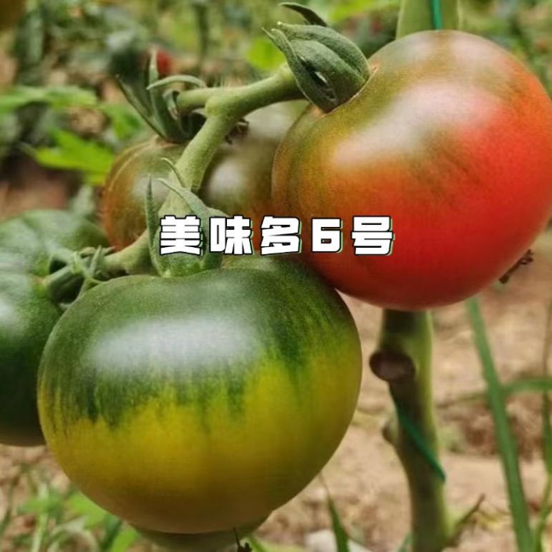 美味多六号无限生长型草莓番茄种子早熟品种耐低温弱光酸甜口