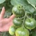 美味多六号无限生长型草莓番茄种子早熟品种耐低温弱光酸甜口