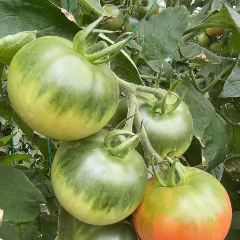 美味多六号无限生长型草莓番茄种子早熟品种耐低温弱光酸甜口