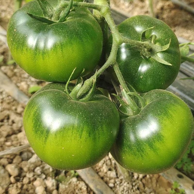 美味多六号无限生长型草莓番茄种子早熟品种耐低温弱光酸甜口