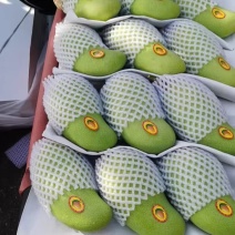 海南金黄芒，大量供应一级果