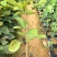 黄花风铃苗绿化苗园林绿化苗庭院绿植产地直供