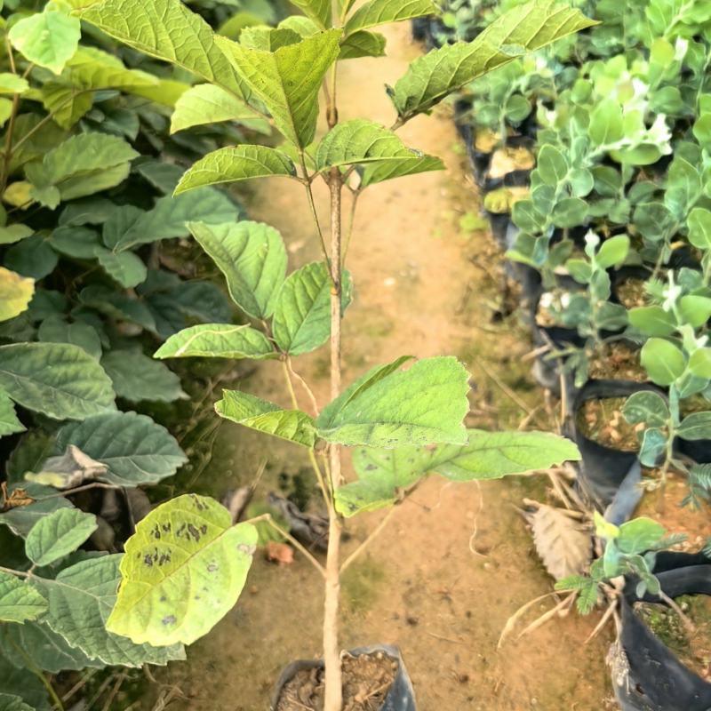 黄花风铃苗绿化苗园林绿化苗庭院绿植产地直供