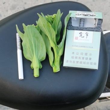 上海青苔