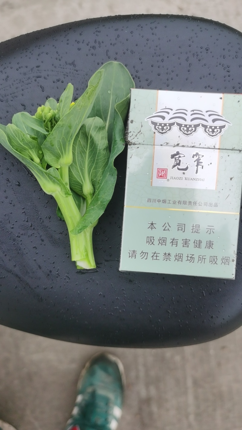 上海青苔