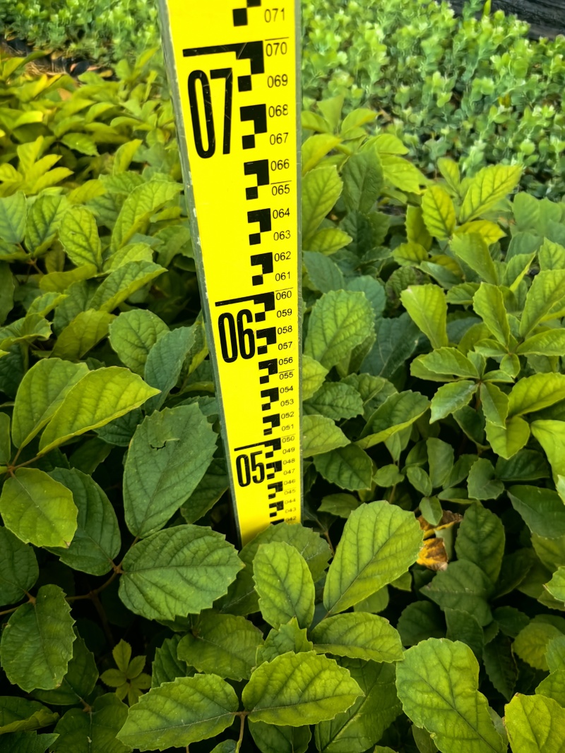 黄花风铃苗绿化苗园林绿化苗庭院绿植产地直供