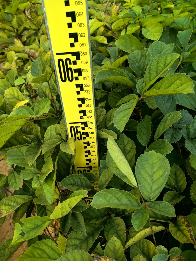 黄花风铃苗绿化苗园林绿化苗庭院绿植产地直供