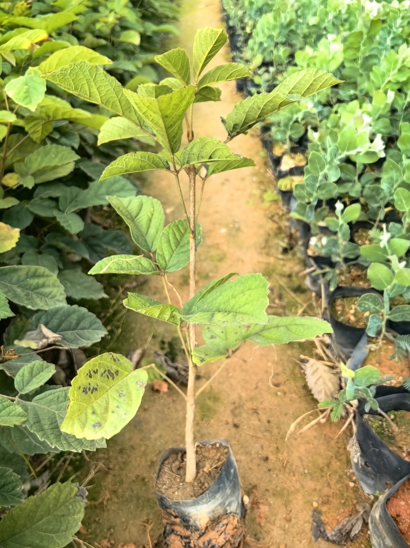 黄花风铃苗绿化苗园林绿化苗庭院绿植产地直供
