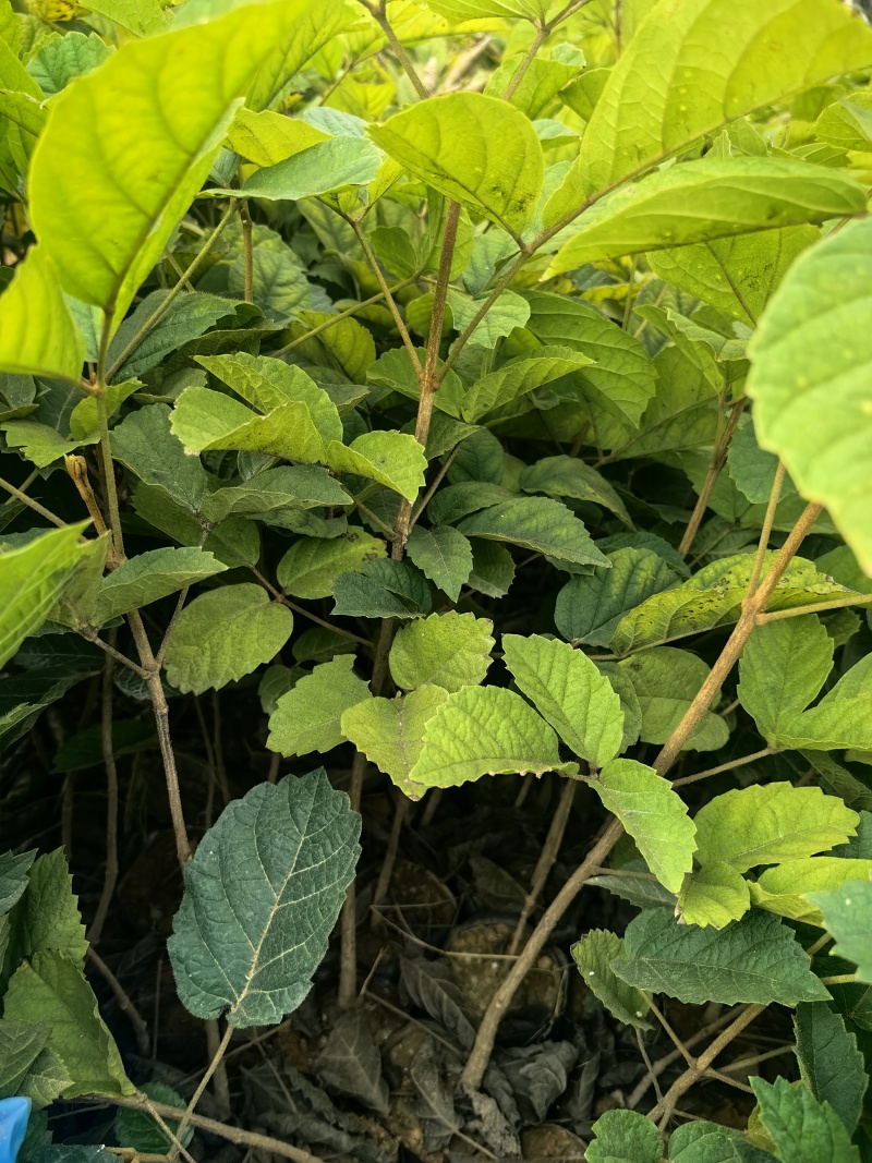 黄花风铃苗绿化苗园林绿化苗庭院绿植产地直供