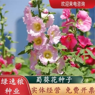 蜀葵种子春秋四季易种庭院多年生宿根花籽室外庭院花一丈红