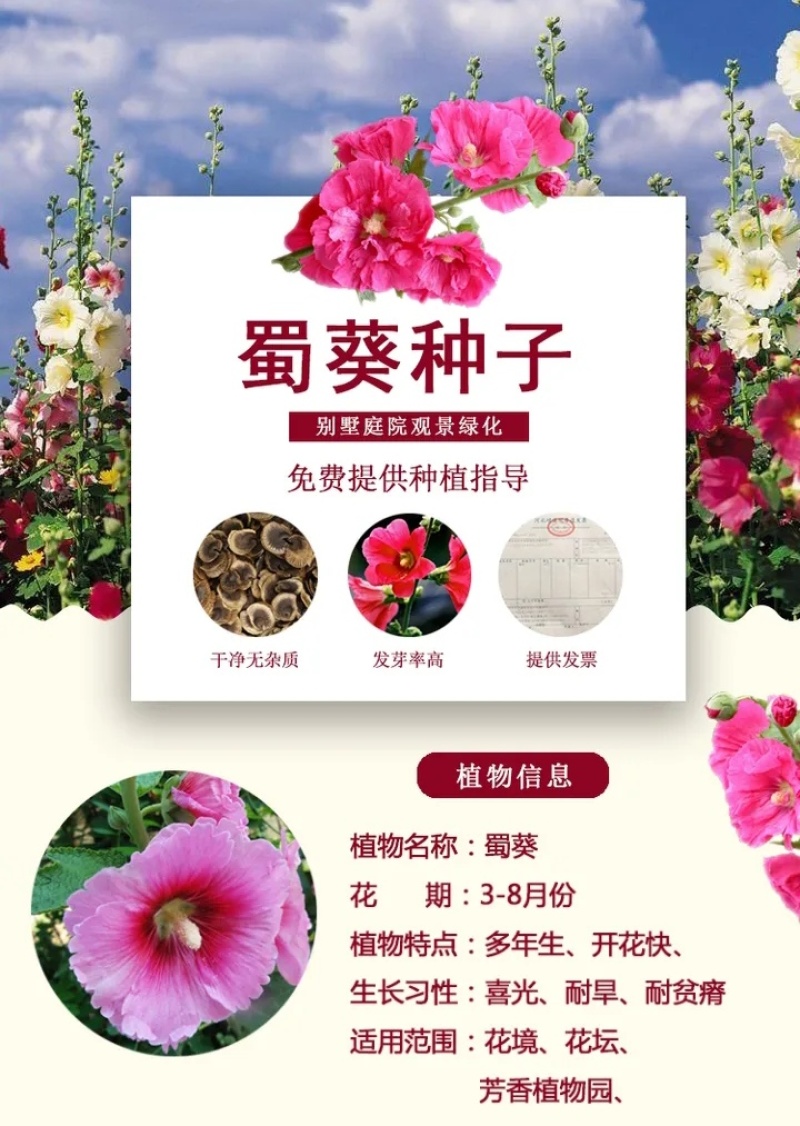 蜀葵种子春秋四季易种庭院多年生宿根花籽室外庭院花一丈红