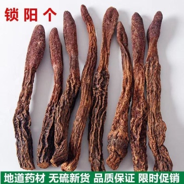锁阳