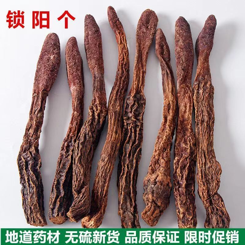锁阳