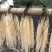 【推荐】养肝草货产地大量批发、一手货源货源充足、物美价廉