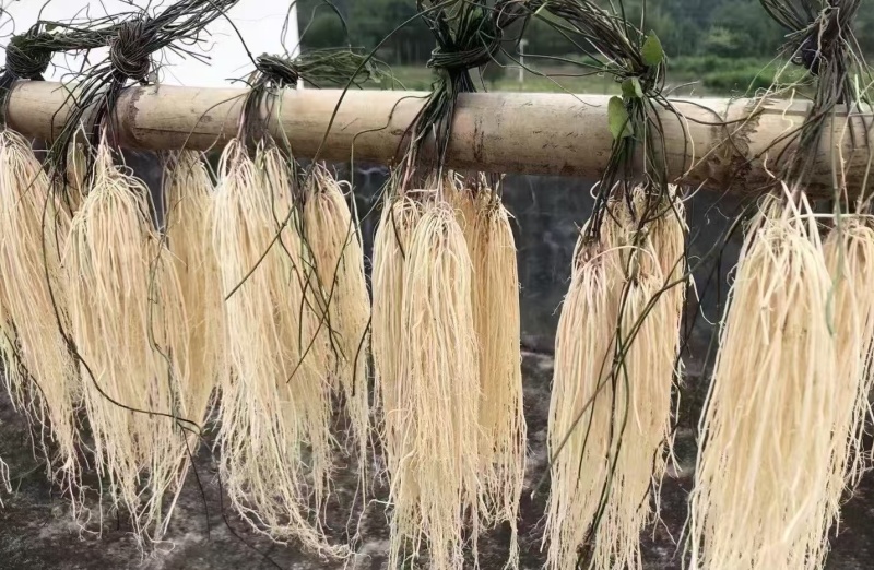 【推荐】养肝草货产地大量批发、一手货源货源充足、物美价廉