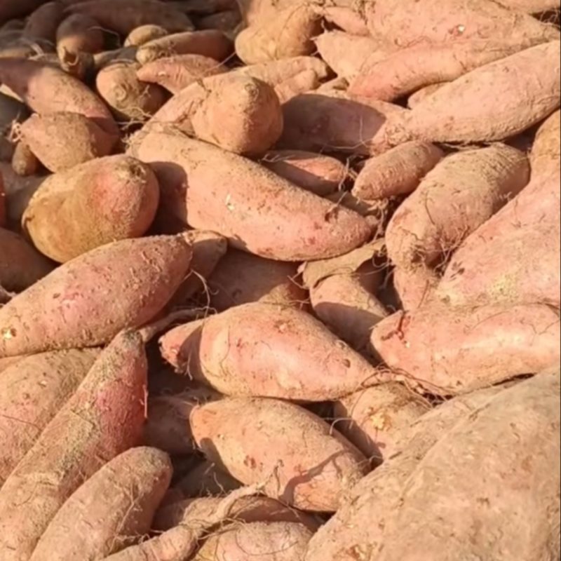 红薯，沂蒙山精品红薯大量现货，欢迎大家选购