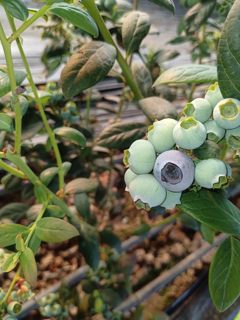 青岛蓝莓