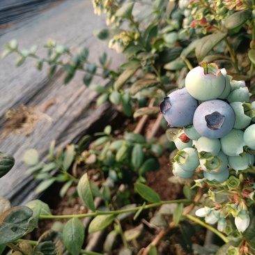 青岛蓝莓