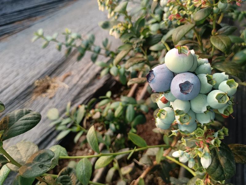 青岛蓝莓