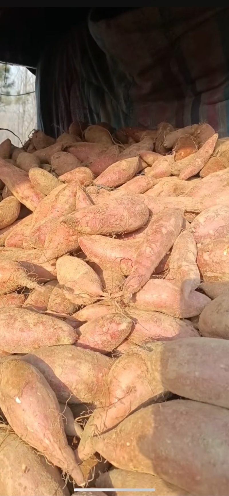 红薯，沂蒙山精品红薯大量现货，欢迎大家选购