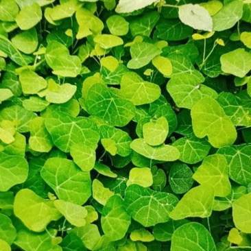 粉防己种苗