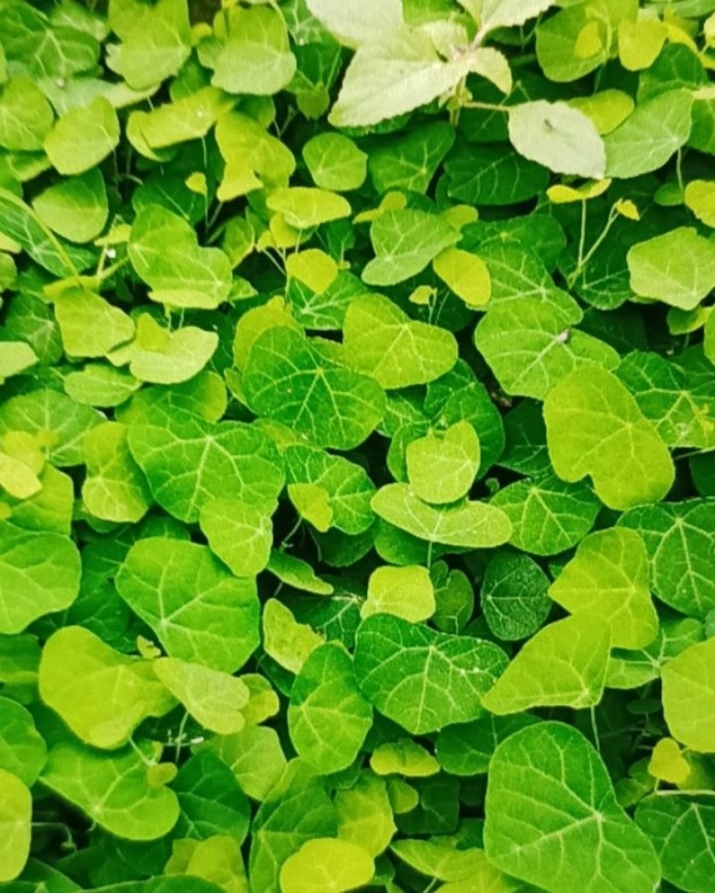 粉防己种苗