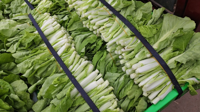 白菜苔