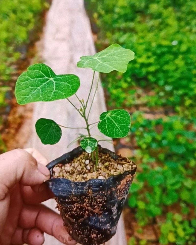 粉防己种苗