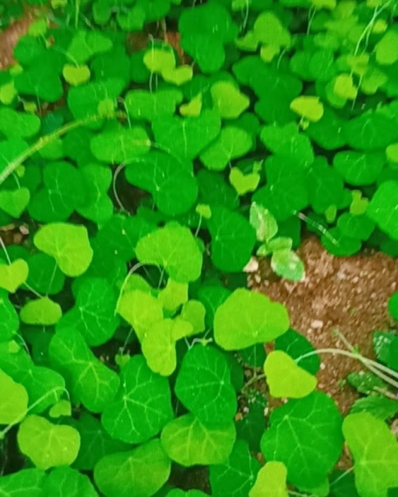 粉防己种苗