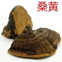 西藏野生桑黄1公斤正宗西藏桑树桑黄野生***金边桑黄泡水药用