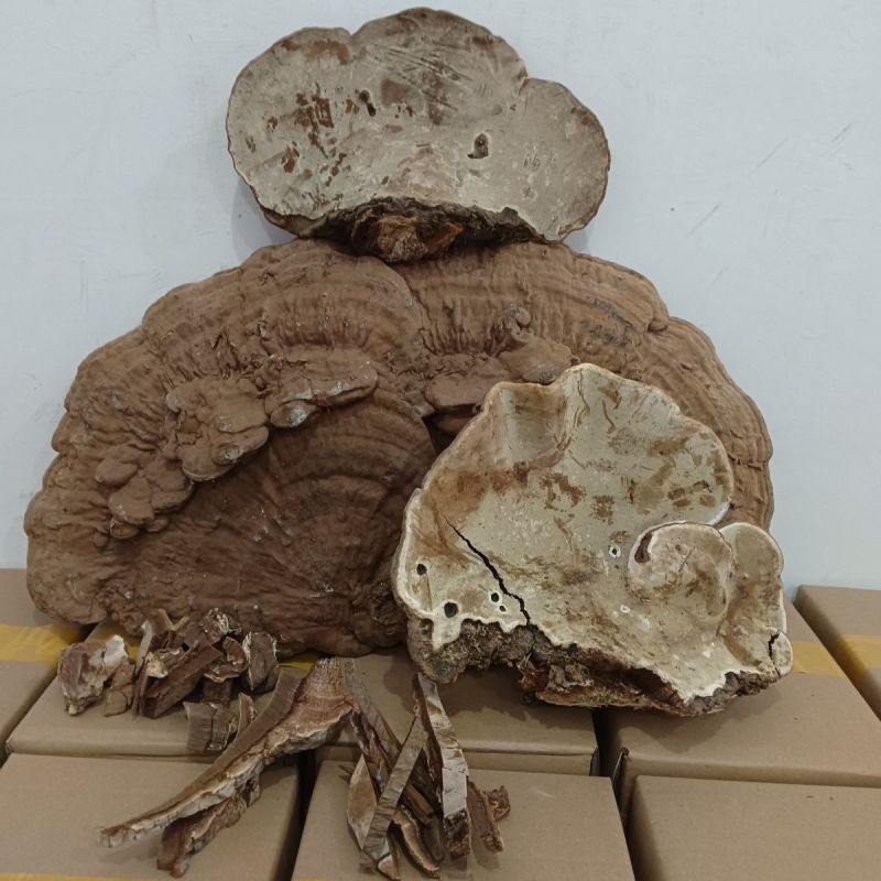 野生平盖灵芝树舌灵芝树舌平盖灵芝老母菌青芝
