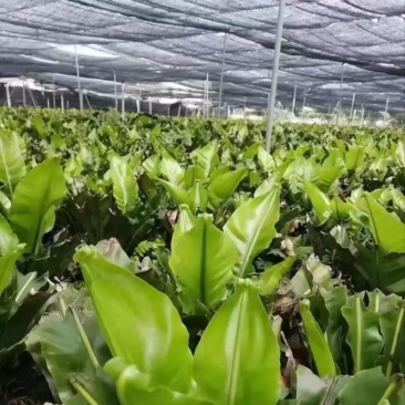 山苏台湾野菜种植基地