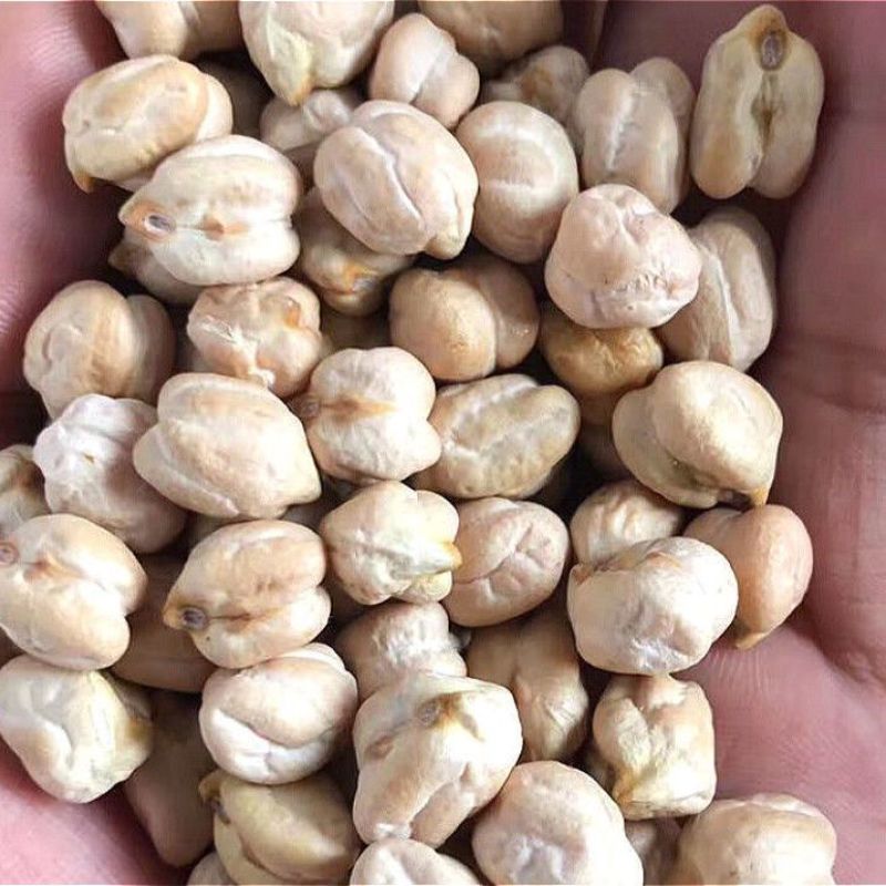 云南天麻籽1公斤天麻子天麻豆打豆浆大豆大颗粒精选