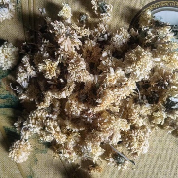 怀菊花一手货源保质保量供货批发零售