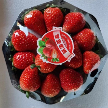 草莓奶油草莓妙香草莓基地直发