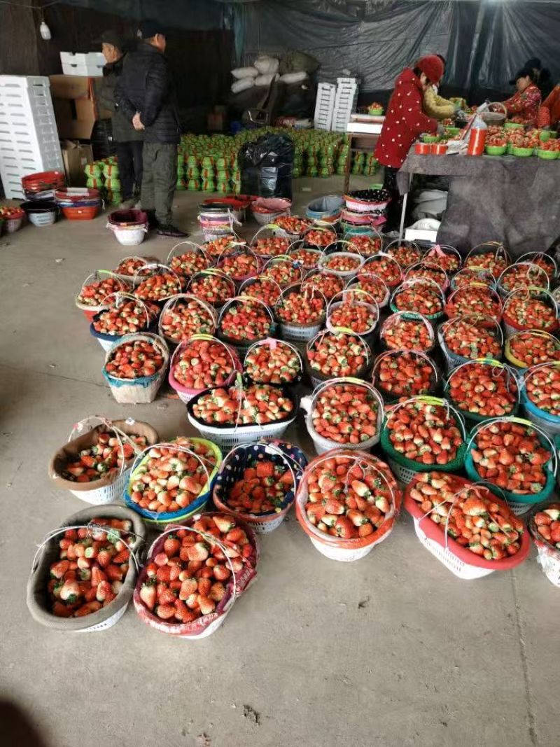草莓奶油草莓妙香草莓基地直发