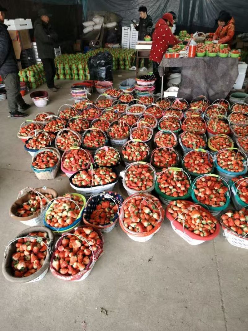 草莓奶油草莓妙香草莓基地直发