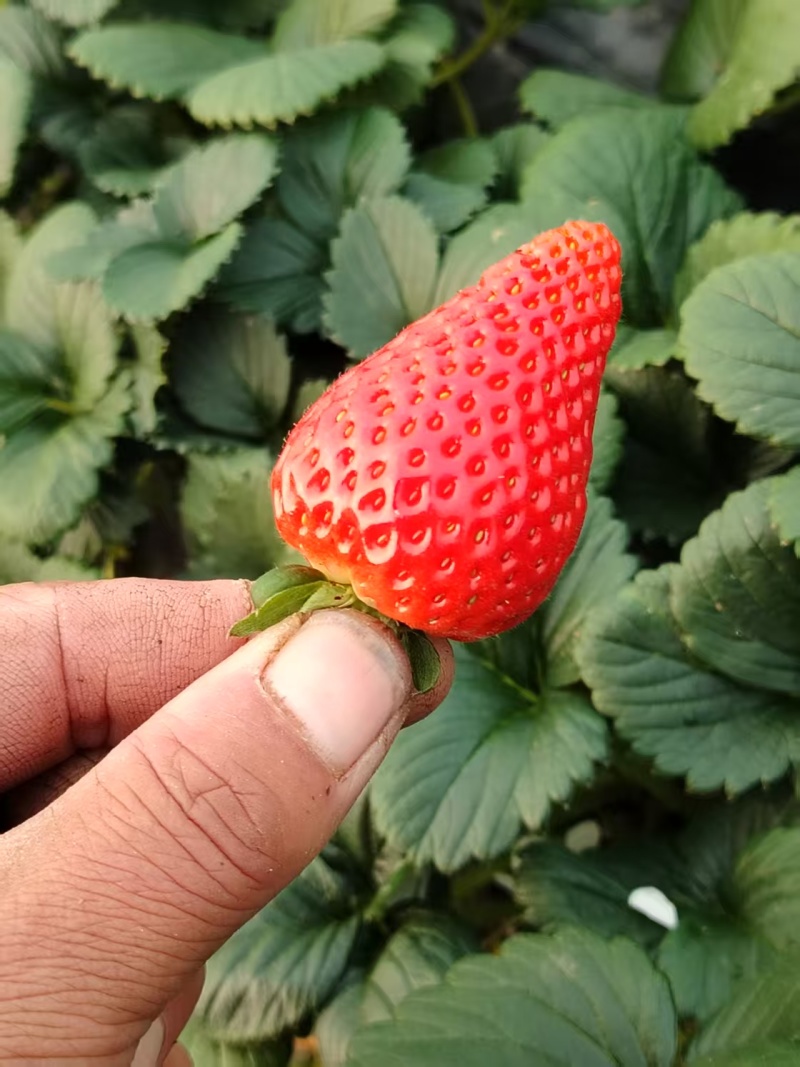 草莓奶油草莓妙香草莓基地直发