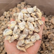 精品花蛤肉大量供应，量大从优，产地直发一手货源