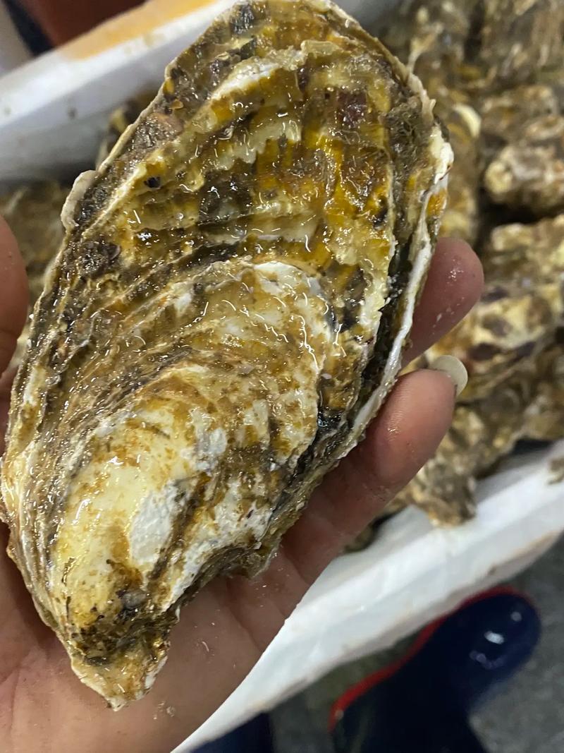 海蛎子三倍体生蚝