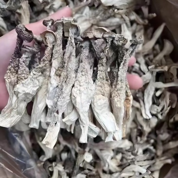 鹿茸菇厂家直销全国发货大量现货量大更优欢迎洽谈