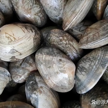 东港本地无沙花蛤
