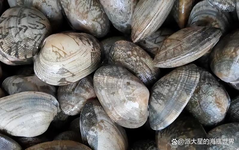 东港本地无沙花蛤