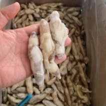 开嘴去沙蛏王肉大量供应，货源充足，新鲜对接，保质保量