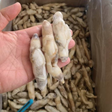 开嘴去沙蛏王肉大量供应，货源充足，新鲜对接，保质保量